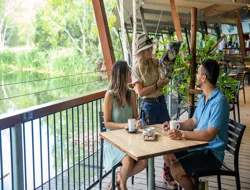 Breakfast with the Koalas at Hartley's Crocodile Adventures